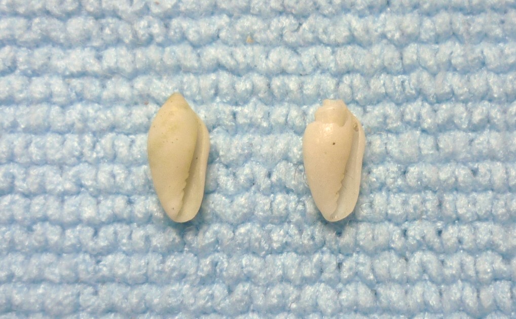 Volvarina mitrella